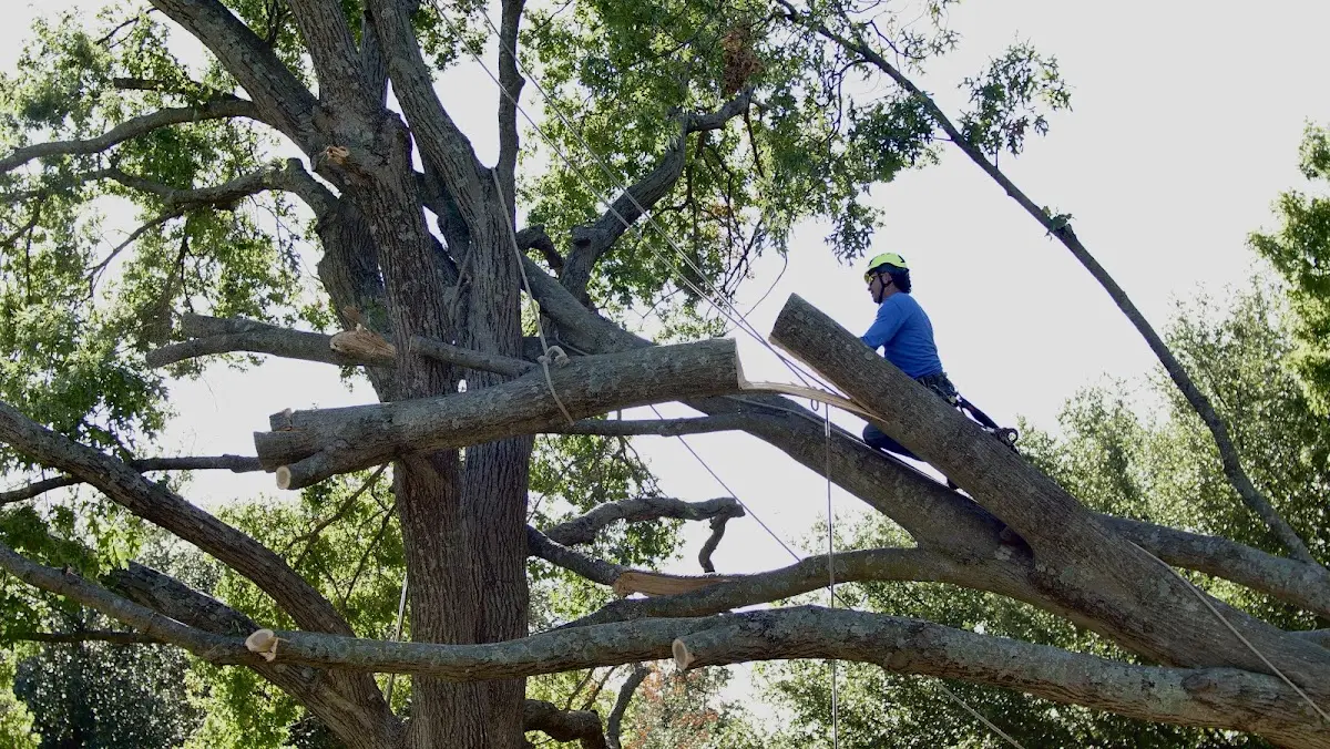 Professional Hazardous Tree Removal performed by certified arborists in Fowlerton
